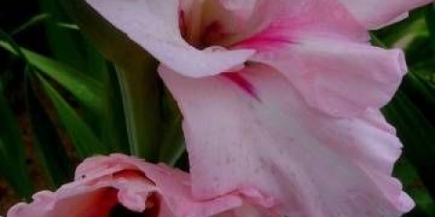 Kako obraditi lukovice gladiola prije sadnje